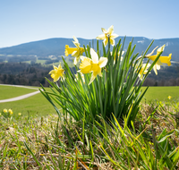 fileadmin/roha/images_galerie/Baum-natur-garten/Natur-Wildblumen-Landschaft/BL-WIESE-FRUEHL-NAR-0020-D-roha-Blumenwiese-Fruehling-wilde-Narzisse-Gierstling.png