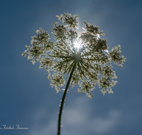 fileadmin/roha/images_galerie/Baum-natur-garten/Natur-Wildblumen-Landschaft/BL-WIESE-UF-MOE-0007-D-roha-Blumenwiese-Wilde-Moehre-Bluete-Daucus-carota-subsp.png