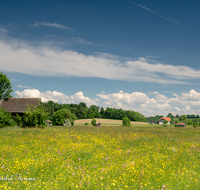 fileadmin/roha/images_galerie/orte_landschaft/Haarmoos/HAARM-0043-03-D-roha-Abtsdorf-Laufen-Haarmoos-Fischer-Saaldorf-Fruehling-Abtsdorf-Blumenwiese.png