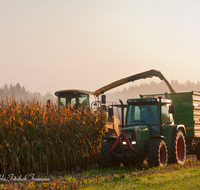 fileadmin/roha/images_galerie/Landwirtschaft/LANDW-MASCH-MAIS-0019-D-roha-Landwirtschaft-Mais-haeckseln-Ernte.png