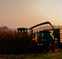 fileadmin/roha/images_galerie/Landwirtschaft/LANDW-MASCH-MAIS-0019-D-roha-Landwirtschaft-Mais-haeckseln-Ernte.png