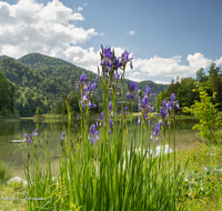 fileadmin/roha/images_galerie/orte_landschaft/Reit_im_Winkl/REIT-IM-WI-WEITS-0021-D-roha-Reit-im-Winkl-Weitsee-Wasser-See-Iris.png