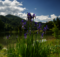 fileadmin/roha/images_galerie/orte_landschaft/Reit_im_Winkl/REIT-IM-WI-WEITS-0021-D-roha-Reit-im-Winkl-Weitsee-Wasser-See-Iris.png