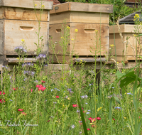 fileadmin/roha/images_galerie/Tiere/TIE-BIEN-BEUTE-0002-D-roha-Tiere-Insekten-Honig-Biene-Beute-Apis-mellifera-Blumenwiese.png