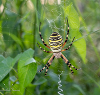 fileadmin/roha/images_galerie/Tiere/Insekten/TIE-SPIN-0001-01-D-roha-Tiere-Spinne-Wespenspinne-Argiope-bruennichi-Spinnennetz.png