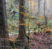 fileadmin/roha/images_galerie/wege/WEGE-TEIS-VERS-0011-02-D-roha-Weg-Teisendorf-Skulpturenweg-Wald-Herbst-Wegkreuz.png