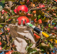 fileadmin/roha/reportagen/Apfelernte/BAUM-APFEL-OBST-0016-D-roha-Baum-Apfel-Obst-Herbst-Ernte.png