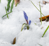 fileadmin/roha/images_galerie/Baum-natur-garten/Natur-Wildblumen-Landschaft/BL-BLAUST-0012-D-roha-Blumen-Blaustern-Josefsbluemchen-Scilla-bifolia-Fruehling-Schnee.png