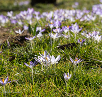 fileadmin/roha/images_galerie/Baum-natur-garten/Blumengarten-Blumen/BL-KROK-0040-7448-D-roha-Blumen-Krokus-Fruehling-blau-lila-crocus.png