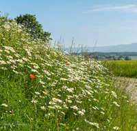 fileadmin/roha/images_galerie/orte_landschaft/Saaldorf/BL-WIESE-SAAL-LEU-0001-D-roha-Blumenwiese-Margerite-Leustetten.png