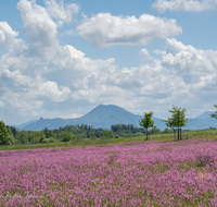 fileadmin/roha/images_galerie/orte_landschaft/Teisendorf/Weildorf/BL-WIESE-TEIS-PAT-0005-D-roha-Blumenwiese-Patting-Teisendorf.png