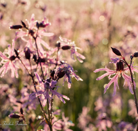 fileadmin/roha/images_galerie/Baum-natur-garten/Natur-Wildblumen-Landschaft/BL-WIESE-TEIS-PAT-SO-0030-D-roha-Blumenwiese-Kuckucks-Lichtnelke-Lychnis-flos-cuculi.png