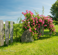 fileadmin/roha/images_galerie/kirche_religion/Petting/KKKM-PETT-KUEHN-0001-D-roha-Wegkreuz-Petting-Kuenhausen-Kirchstein-Strauchrose-Totenbretter.png