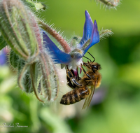 fileadmin/roha/images_galerie/Tiere/Insekten/TIE-BIEN-BOR-0001-D-roha-Tiere-Insekten-Honig-Biene-Apis-mellifera-Borretsch.png