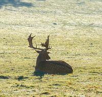 fileadmin/roha/images_galerie/Tiere/TIE-HIR-0001-01-D-roha-Tiere-Hirsch-Geweih-Wild.png