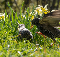 fileadmin/roha/Interessantes-in-Kurzform/ab-5-2023/TIE-VOEG-STAR-0011-01-D-roha-Tiere-Vogel-Star-Sturnus-vulgaris.png