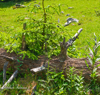 fileadmin/roha/images_galerie/Baum-natur-garten/Baeume/BAUM-TOTH-0001-D-roha-Baum-Totholz-Nationalpark-Berchtesgaden-Bindalm.png