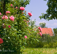 fileadmin/roha/images_galerie/Baum-natur-garten/Blumengarten-Blumen/BL-HAUSG-ROSE-0006-2-D-roha-Blumen-Hausgarten-Strauch-Kletter-Rose-Pergola.png