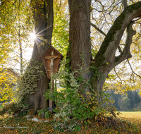 fileadmin/roha/images_galerie/kirche_religion/Teisendorf/KKKM-TEIS-WOLFGR-0021-D-roha-Wegkreuz-Teisendorf-Wolfgrub-Linde-Sonne.png