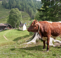 fileadmin/roha/images_galerie/Tiere/Kuh-Schaf-Pferd-Ziege/PID-STEIN-ALM-0014-D-roha-Piding-Steiner-Alm-Kuh-Stier.png