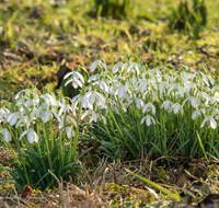 fileadmin/roha/images_galerie/Baum-natur-garten/Natur-Wildblumen-Landschaft/BL-SCHNEEGL-0022-D-roha-Blumen-Schneegloeckchen-Galanthus.png