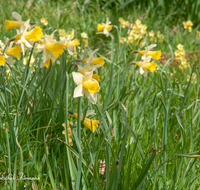 fileadmin/roha/images_galerie/Baum-natur-garten/Natur-Wildblumen-Landschaft/BL-WIESE-FRUEHL-NAR-0002-D-roha-Blumenwiese-Fruehjahr-Fruehling-wilde-Narzisse.png