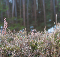 fileadmin/roha/images_galerie/orte_landschaft/Petting/Schoenramer-Moor/PE-SCHOENR-MOOR-0020-10-D-roha-Petting-Schoenramer-Moor-Herbst-Erika-Erica-Heidekraut.png