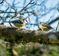 fileadmin/roha/images_galerie/Tiere/Vogel/TIE-VOEG-MEIS-0001-D-M-roha-Tier-Vogel-Blaumeise.png