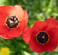 fileadmin/roha/images_galerie/Baum-natur-garten/Blumengarten-Blumen/BL-HAUSG-TULP-0040-01-12-D-roha-Hausgarten-Blumen-Tulpen-Tulipa-Fruehling.png