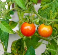 fileadmin/roha/images_galerie/Baum-natur-garten/Gemuese-Garten-Kraeuter-neu/GAR-GEM-TOM-0017-D-roha-Garten-Gemuese-Tomaten.png