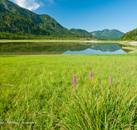 fileadmin/roha/images_galerie/orte_landschaft/Ruhpolding/RUH-LOED-0016-D-roha-Ruhpolding-Loedensee-Blumenwiese.png