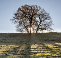 fileadmin/roha/images_galerie/stimmung-Sonne/STIM-HOEGLW-BAUM-SON-0006-D-roha-Stimmung-Baum-Herbst-Sonne-Gegenlicht.png