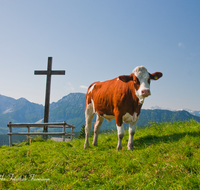 fileadmin/roha/images_galerie/Tiere/Kuh-Schaf-Pferd-Ziege/TEI-STO-KUH-0007-D-roha-Teisendorf-Anger-Stoisser-Alm-Hochstaufen-Zwiesel-Gipfelkreuz-Kuh.png