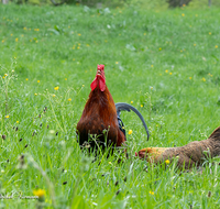 fileadmin/roha/images_galerie/Tiere/TIE-VOEG-HUHN-0033-D-roha-Tiere-Huhn-Henne-Gockel-Vogel.png