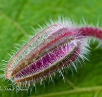 fileadmin/roha/images_galerie/Baum-natur-garten/Gemuese-Garten-Kraeuter-neu/BL-HAUSG-BORR-0006-D-roha-Blumen-Hausgarten-Borretsch-Gewuerz-Kraut-Bluete-Knospe.png