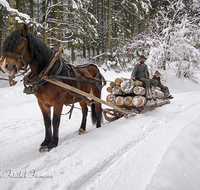 fileadmin/roha/images_galerie/Landwirtschaft/Forst-Holzknecht/HOLZKNE-HAM-PFERD-0001-2-D-roha-Holzknecht-Pferd-Schlitten-Winter-Siegsdorf-Hammer-Winterzug.png