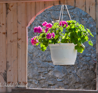 fileadmin/roha/images_galerie/Fenster-Tueren/LANDA-BLUMENSCHM-GEIGL-SCHRECKA-0001-D-roha-Landart-Blumenschmuck-Geigelstein-Schreckalm-Geranie.png