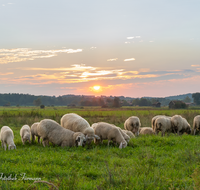 fileadmin/roha/images_galerie/orte_landschaft/Haarmoos/TIE-SCHAF-HAARM-SO-0001-1900-02-D-roha-Tiere-Schaf-Sonnenuntergang-Haarmoos.png