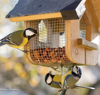 fileadmin/roha/images_galerie/Tiere/TIE-VOEG-HAEUSCH-0014-01-D-roha-Tiere-Vogel-Haeuschen-Futter-Kohlmeise-Specht.png