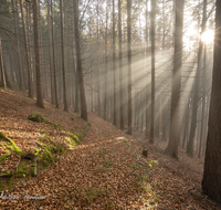 fileadmin/roha/images_galerie/stimmung-Sonne/BAUM-WALD-0001-03-D-roha-Baum-Wald-Fichte-Sonne-Herbst-Weg.png