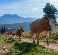 fileadmin/roha/images_galerie/brauchtum/Almabtrieb/Almabtrieb-Stoisser-Alm/BR-ALMAB-STOISS-0032-8-D-M-roha-Brauchtum-Almabtrieb-Fuikl-Stoisser-Alm-Teisendorf-Anger-Stoisseralm.png