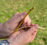 fileadmin/roha/images_galerie/brauchtum/Ostern/BR-OST-PALM-0010-0-19-D-roha-Brauchtum-Ostern-Palmbesen-binden-Weide-Stock-Gerte-Hand.png