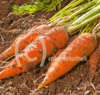 fileadmin/roha/images_galerie/Baum-natur-garten/Gemuese-Garten-Kraeuter-neu/GAR-GEM-MOEH-0003-D-roha-Garten-Beet-Gemuese-Moehren-Gelbe-Rueben-Ernte.jpg