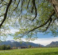 fileadmin/roha/images_galerie/orte_landschaft/Chiemsee/LANDS-CHIE-HUETT-0002-D-roha-Landschaft-Chiemgau-Huettenkirchen-Baum-Berge.png