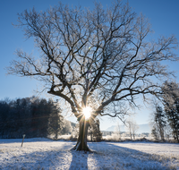 fileadmin/roha/images_galerie/Baum-natur-garten/Baeume/STIM-ANG-STEINH-WI-0006-D-roha-Stimmung-Anger-Sonne-Winter.png