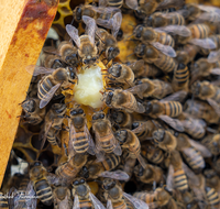 fileadmin/roha/images_galerie/Tiere/TIE-BIEN-0014-02-D-roha-Tiere-Insekten-Honig-Biene-Wabe-Apis-mellifera-Koenigin-Weisel.png