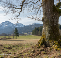 fileadmin/roha/images_galerie/orte_landschaft/Anger/Anger/AN-LANDS-0001-0-03-D-roha-Anger-Landschaft-Eiche-Fruehling-Steinhoegl-Schutzgebiet-Hochstaufen-Schneegloeckchen.png