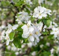 fileadmin/roha/images_galerie/Baum-natur-garten/Baeume/BAUM-APF-BLUE-0001-02-D-roha-Baum-Apfelbaum-Bluete-Knospe-Apfel-Obst-Obstbaum.png