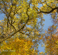 fileadmin/roha/images_galerie/Baum-natur-garten/Baeume/BAUM-WALD-HERB-0006-D-roha-Baum-Wald-Herbst-Gipfel-Buche-Eiche.png