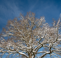 fileadmin/roha/images_galerie/Baum-natur-garten/Baeume/BAUM-WINT-AN-HOEGL-0003-D-roha-Baum-Winter-Quercus-Eiche-Anger-Hoegl.png